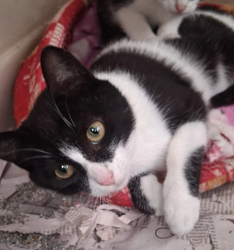 Mochi - Fundación Criollos de la Montaña